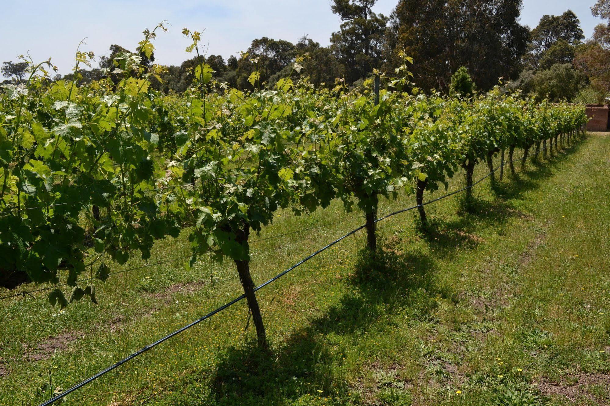 Island Brook Estate Winery And Chalets Margaret River Екстериор снимка